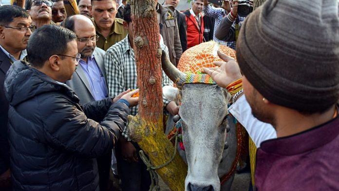 Delhi CM Arvind Kejriwal offers prayers to a cow at Banwana Goashala in New Delhi | PTI