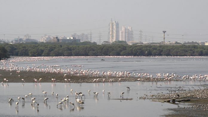 Flamingos in Sewri mudflats | Commons