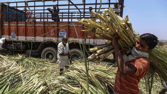 File image of sugarcane farmers in Maharashtra | Bloomberg