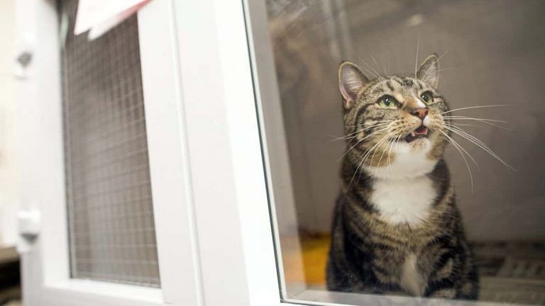 Economists are stumped on the price of your pets