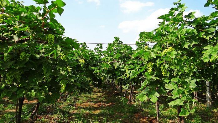 Grape farming (representational image) | Pixabay