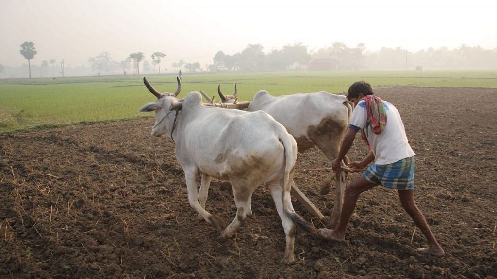 A farmer ploughing with cattle (Representational image)
