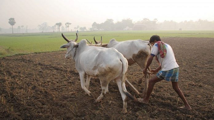 A farmer ploughing with cattle (Representational image)