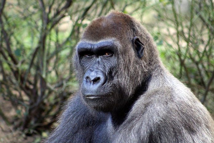 Image of a gorilla | Commons