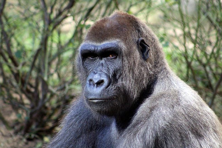 Pseudoscience gorillas are endangering citizens & the planet