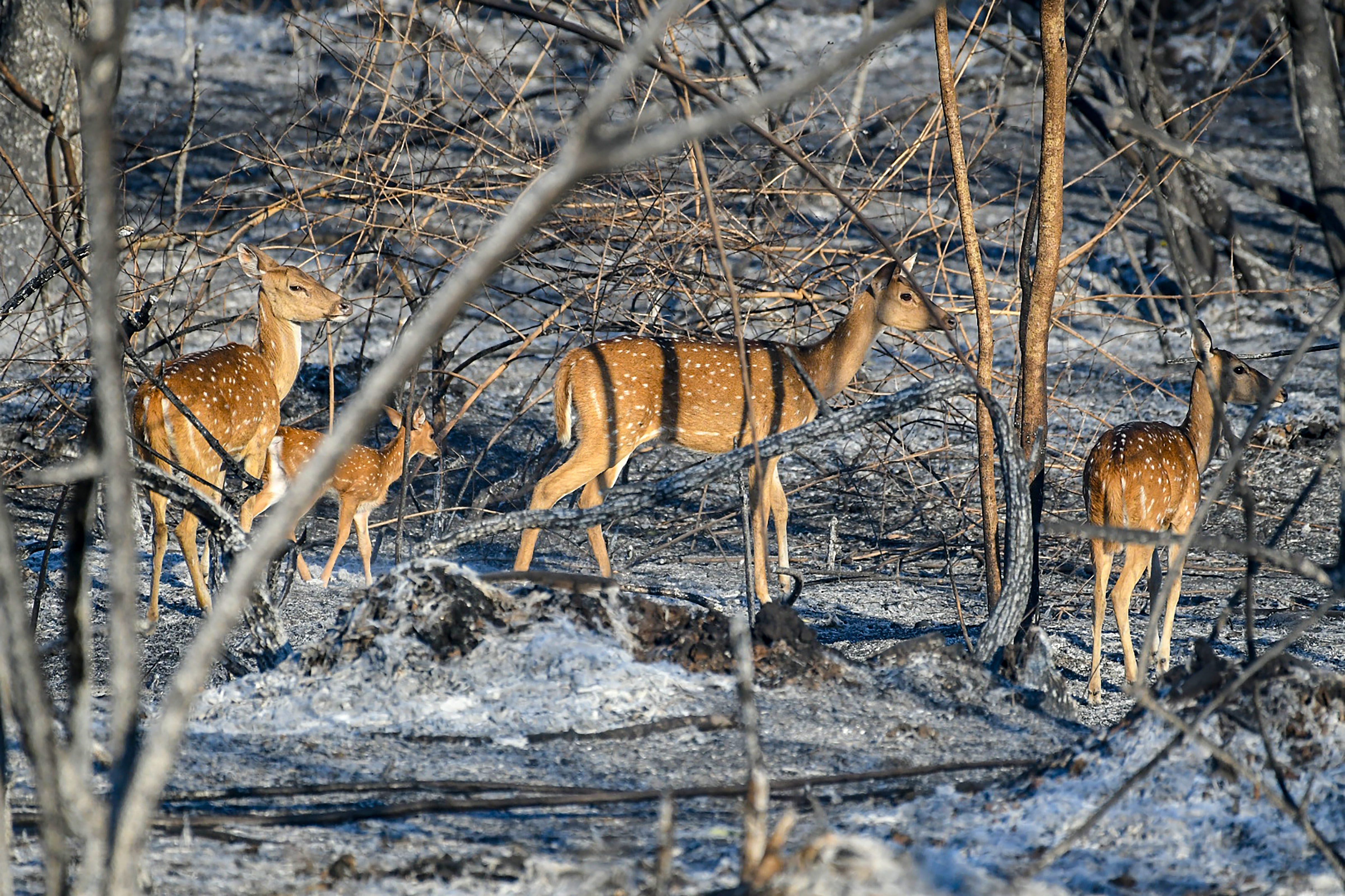 A group of deer seen after the forest fire | PTI