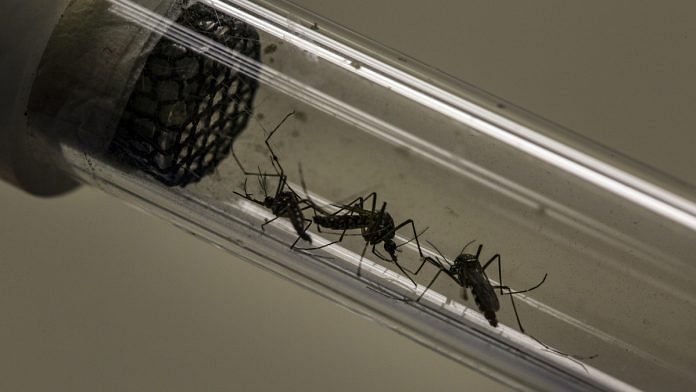 Aedes aegypti mosquitoes in a test tube | Dado Galdieri/Bloomberg
