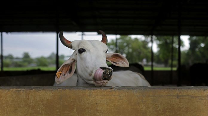 A cow shelter in Madhya Pradesh | Anindito Mukherjee/Bloomberg