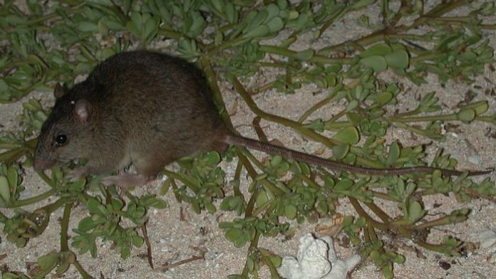 Bramble Cay melomys | Government of Queensland