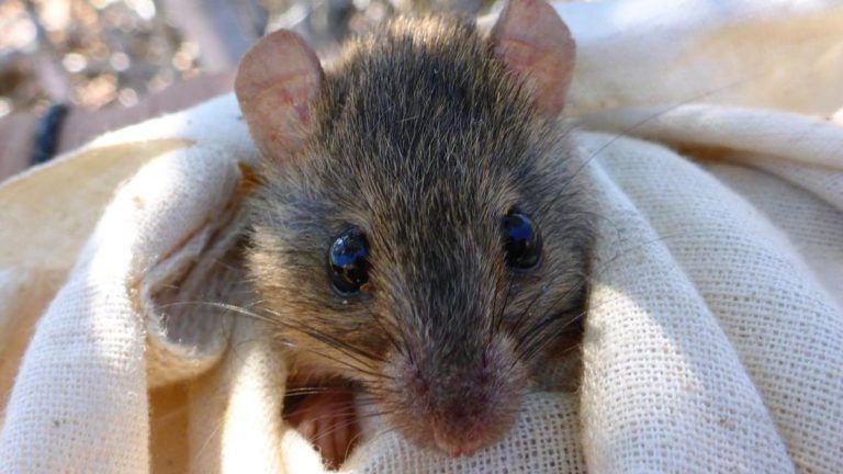 Human-caused climate change causes first extinction of a mammal