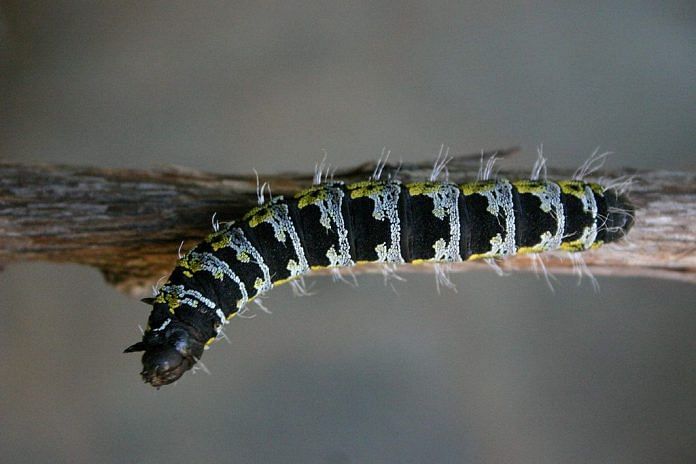 Caterpillar | Wikipedia
