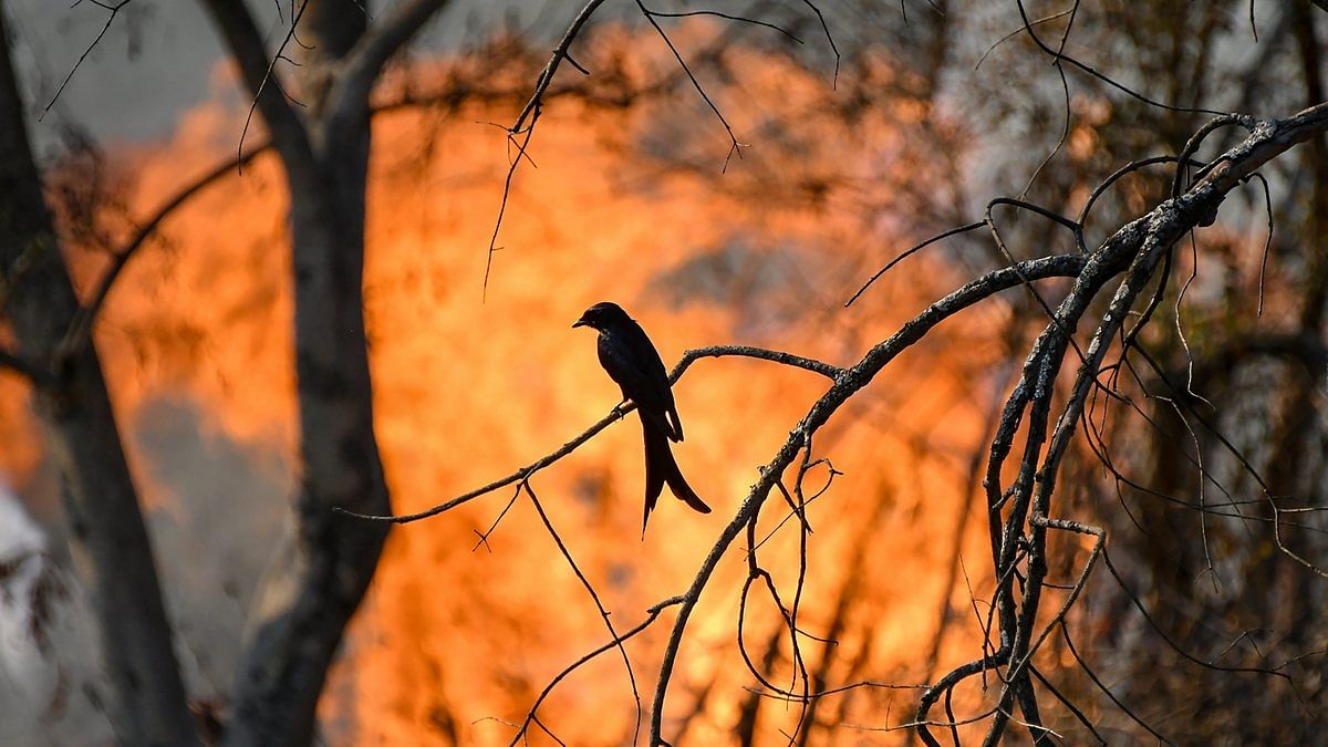 Silhouette of a bird seen against flames of a forest fire at Bandipur Tiger Reserve | PTI