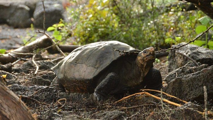 The Fernandina Island Giant Tortoise
