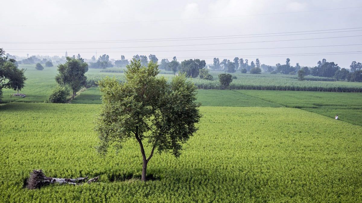 India and China are greener than you think, says NASA