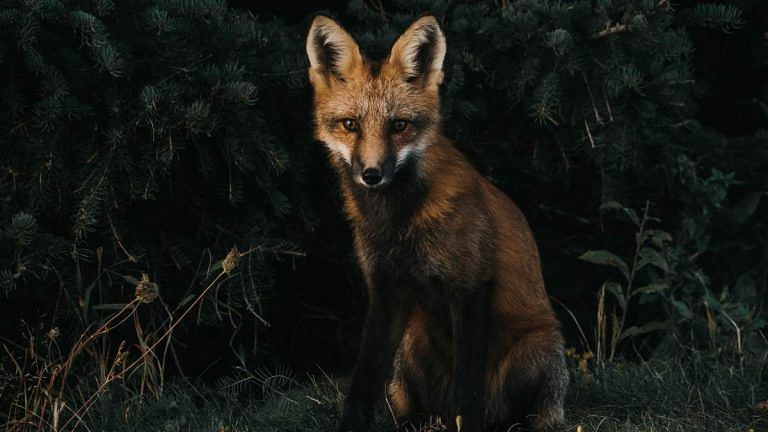 Citizen science: How India’s conservationists are mapping wildlife to protect it