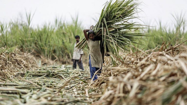 India’s sugar output plunges to 3-year low due to droughts