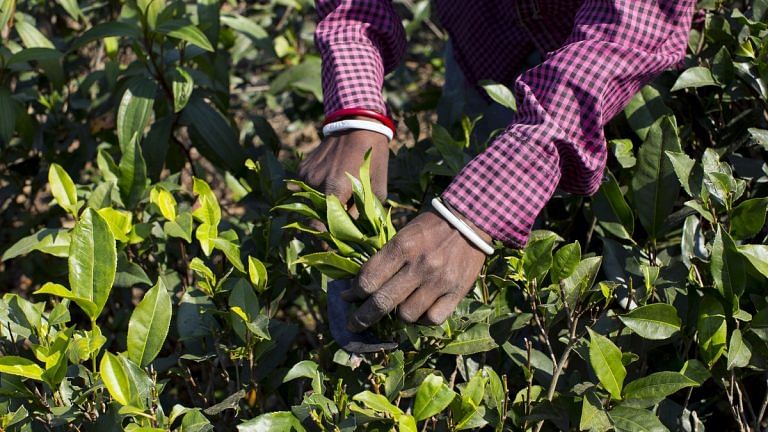 Indian tea sales to wilt as Kenyan crop jumps