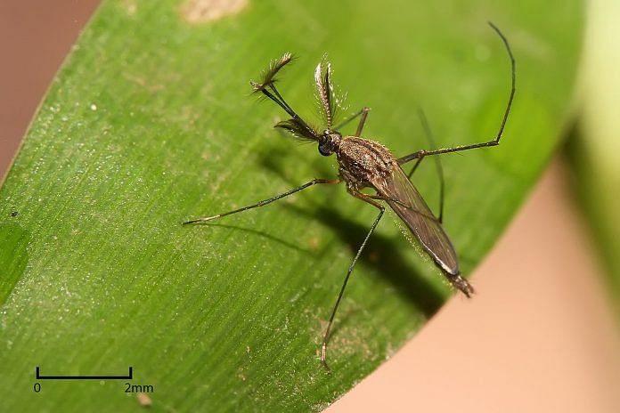 Culex mosquitoe, carrier of West Nile fever