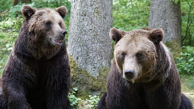 Bears having sex with women: Folklore or fact, it catches the fancy of rural India’s imagination