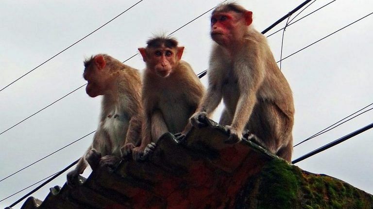 SubscriberWrites: Living with Monkeys