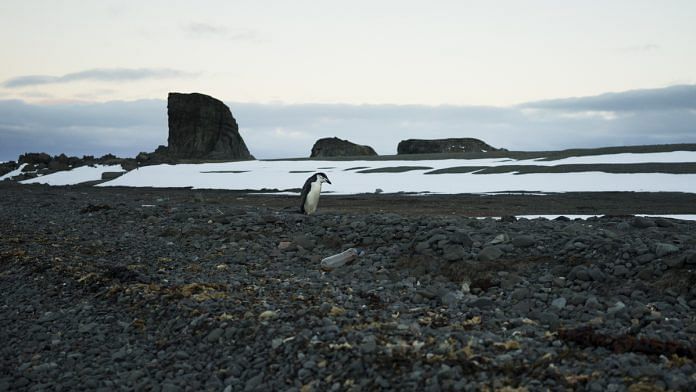 A penguin stands behind a plastic bottle on Greenwich Island, Antarctica | Isadora Romero/Bloomberg