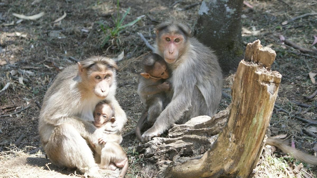 How Chinese Scientists Created Monkeys With Human Brain Genes