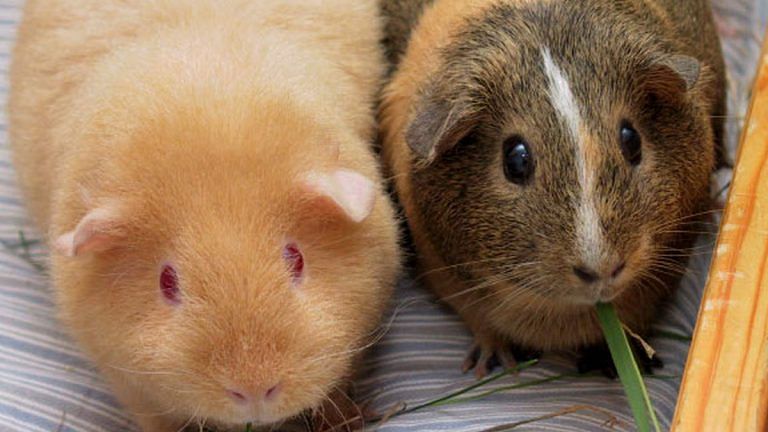 Guinea pigs cured of Ebola with antibodies, raising hopes for humans