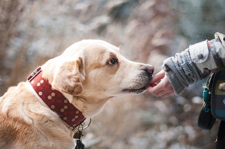 We have to ask ourselves – is it ethical to keep pets?
