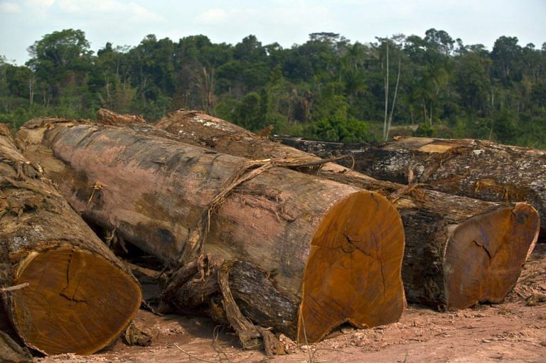 ‘Plant a tree, save the climate’ isn’t good enough