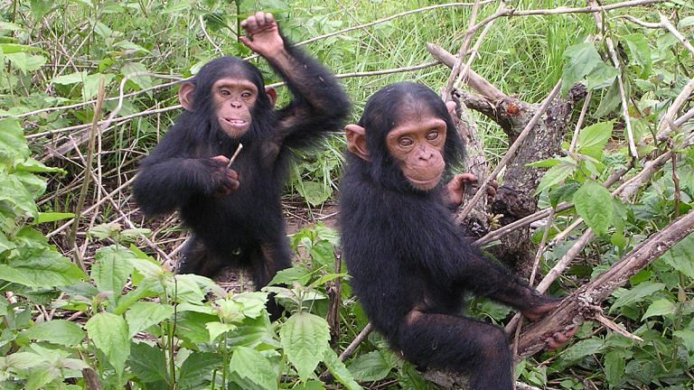 Chimpanzees show unexpected behaviour, one that helped human ancestors flourish