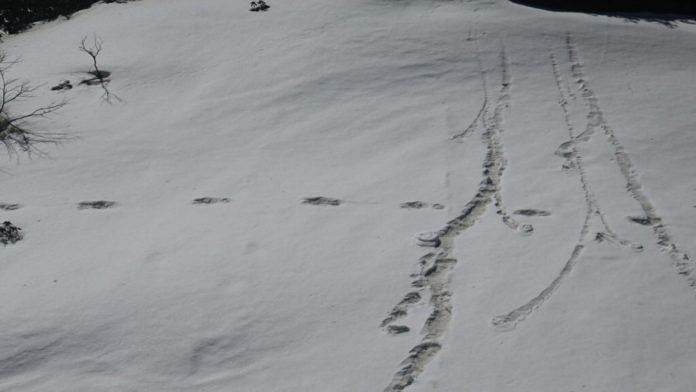 'Yeti footprints'