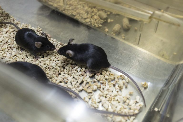 The difference between Crispr babies and ‘Bubble Boy’