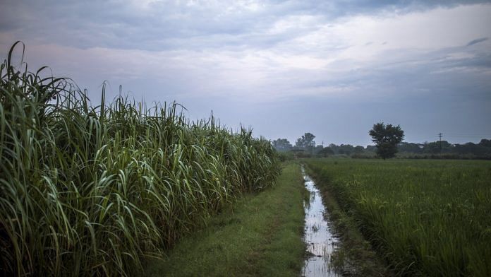 Fields of sugarcane and rice | Prashanth Vishwanathan/Bloomberg