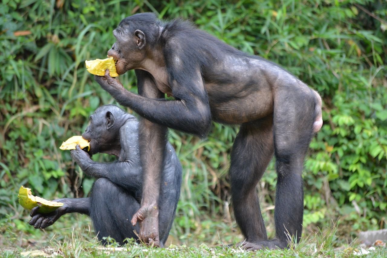 Bonobo, the make-love-not-war apes whose mothers meddle in their sons sex lives