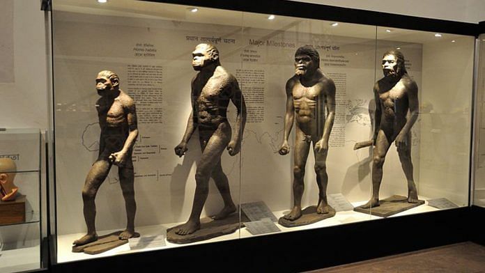 Human evolution gallery at Indian Museum in Kolkata