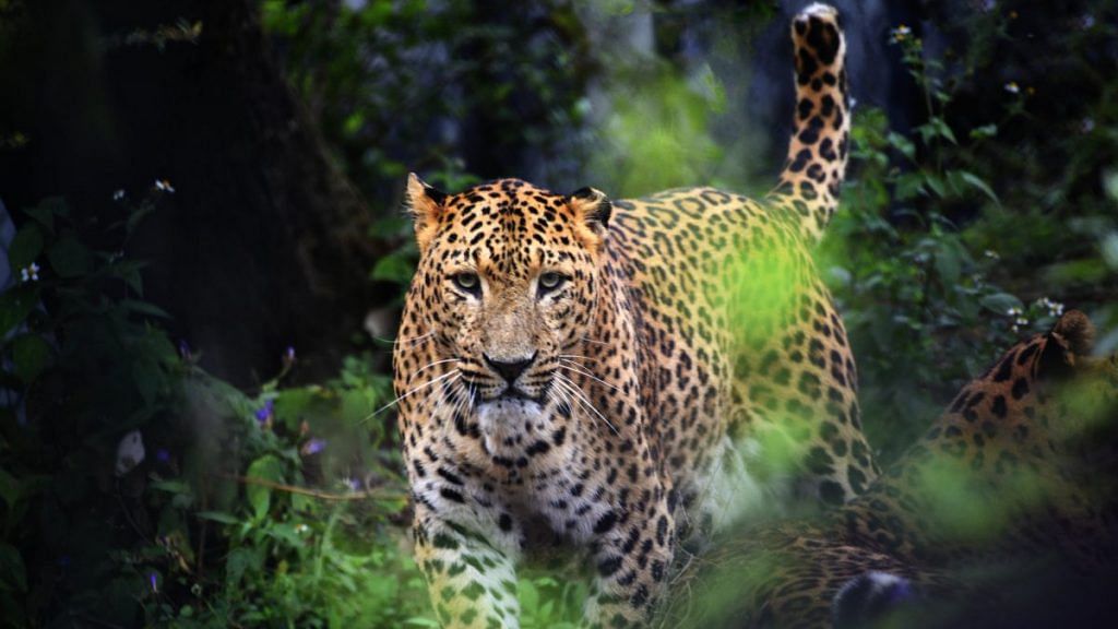 Representational image | Leopard in Jim Corbett Reserve | Flickr