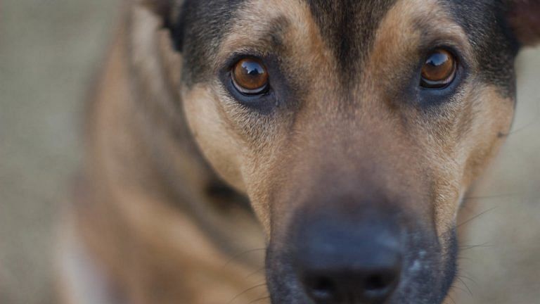 Covid-19 sniffer dogs — UK’s latest idea to tackle the spread of the virus
