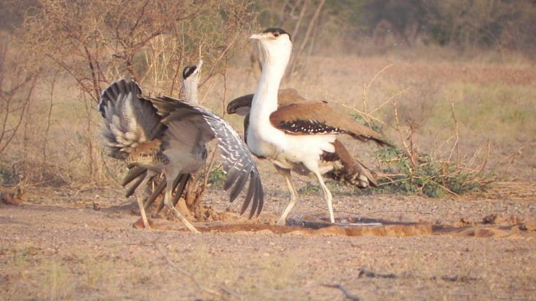This egg hunt in Jaisalmer is no game. It’s a matter of life & death for a ‘great’ bird