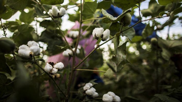 Cotton being grown in a field