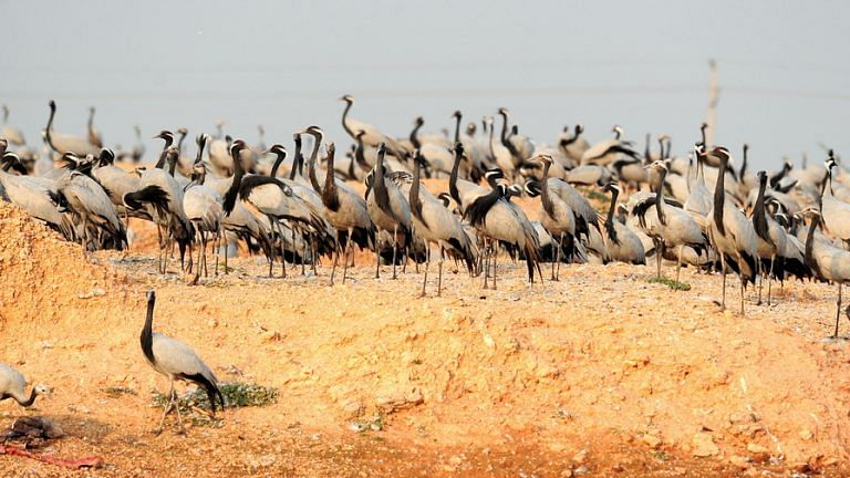 On World Environment Day, how a Rajasthan village is saving the smallest cranes in the world