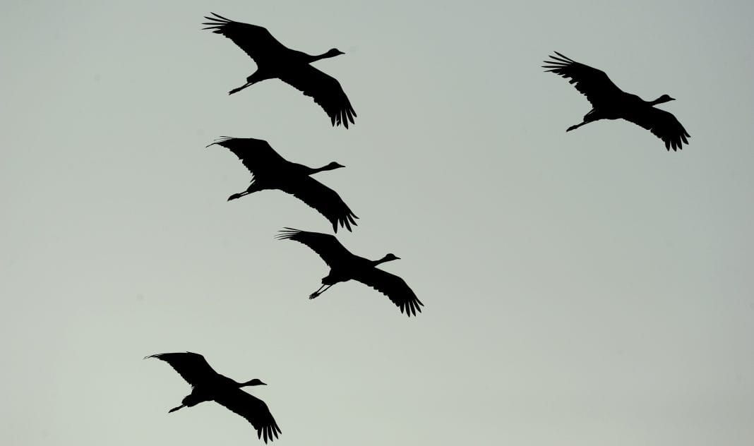 On World Environment Day, how a Rajasthan village is saving the