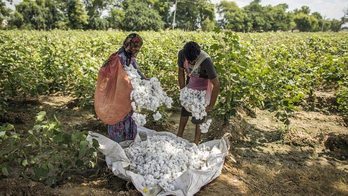 Farmers empty bags of hand-picked cotton bolls onto a tarp in a field. | Photographer: Prashanth Vishwanathan | Bloomberg