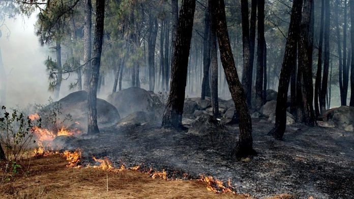 Representational image of a forest fire