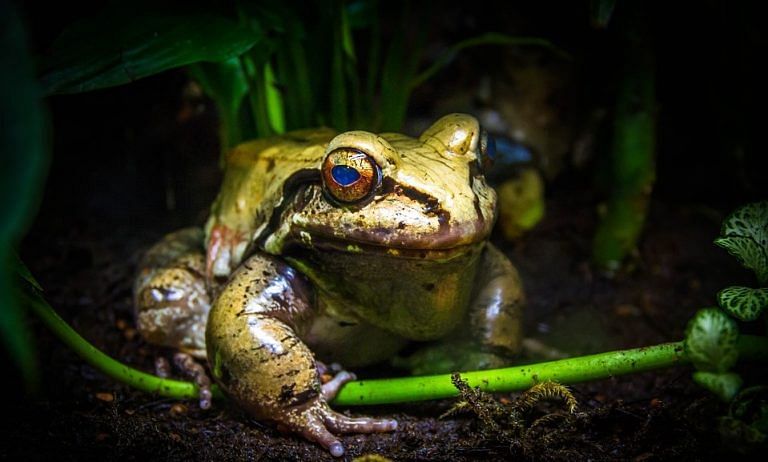 A deadly fungus is killing frogs and the human toll of this massacre will be heavy