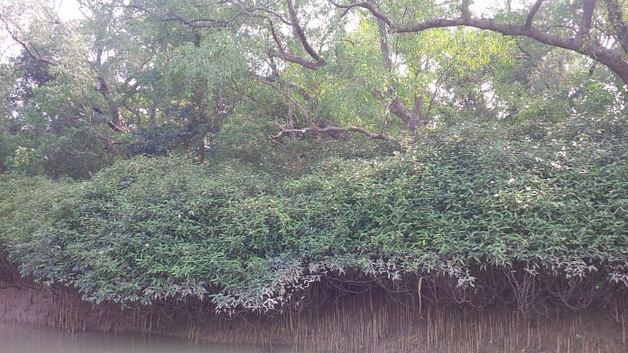 Mangroves of Odisha | Commons