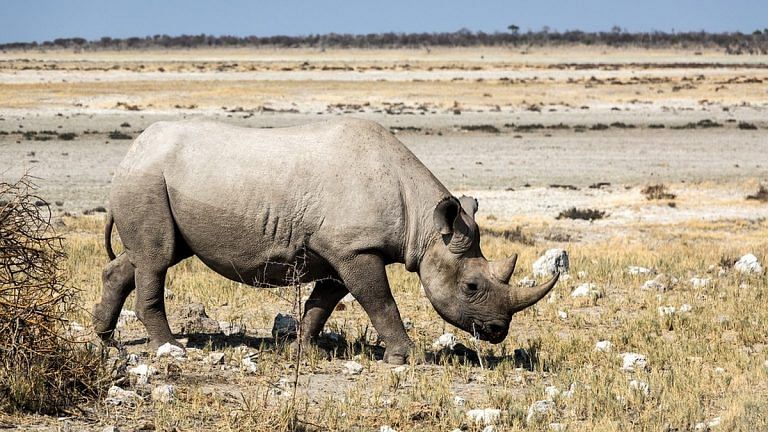 It’ll take more than a safari to ensure endangered species stay protected now