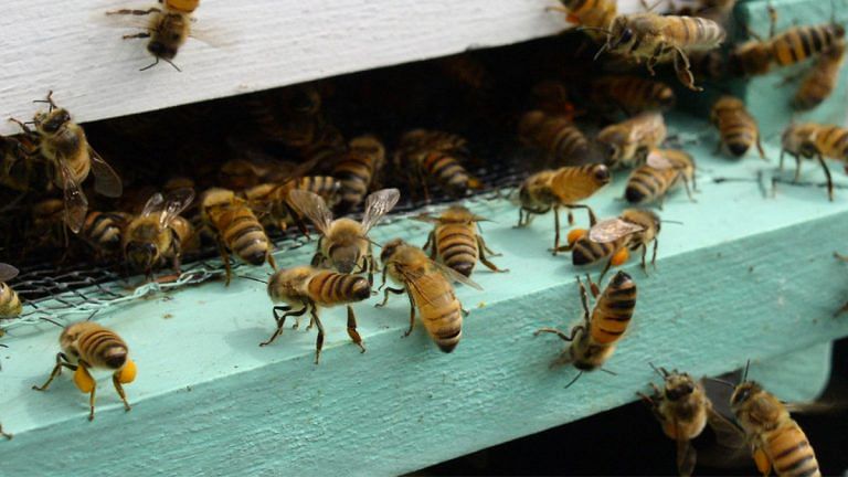 We just taught bees a simple number language – and they got it