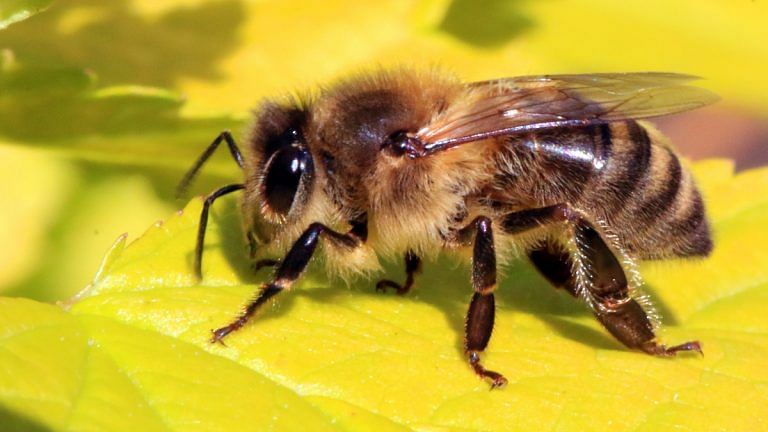 Maybe she’s born with it, maybe she’s a honeybee—How insects survive without antibodies