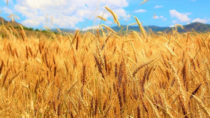 Wheat crop (representational image) | Commons