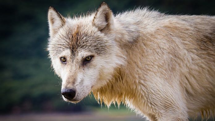 Animals like wolves have not evolved with neoteny, and hence lose out. | Commons